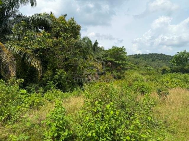 Nice Agriculture land in Rantau Kuala Sawah For Sale 1
