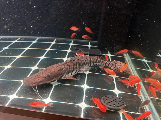 shovelnose catfish - photo 2 of 2