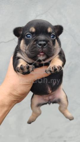 French Bulldog Black & Tan chubby puppy J777 - Pets for sale in Subang ...