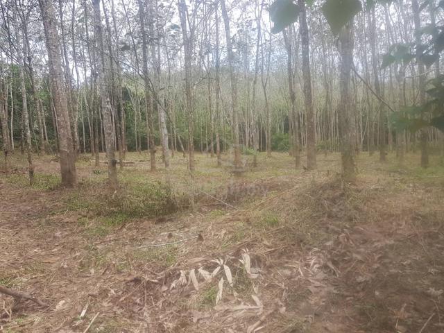 Tanah Getah Di Kampung Gajah Puteh Jeneri Sik 5