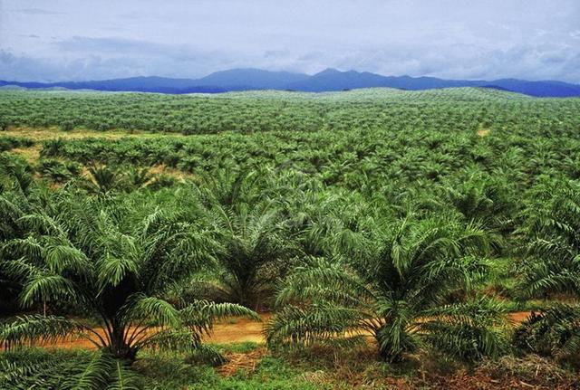 Agricultural Land at Linggi, Rantau Panjang, Negeri Sembilan 1