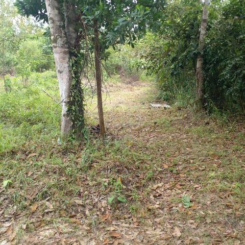 Tanah kebun untuk dijual di Bukit Chop Gajah, Pasir Akar, Besut 1