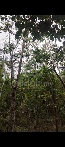 Tanah untuk dijual dikepis,kuala pilah negeri sembilan 1