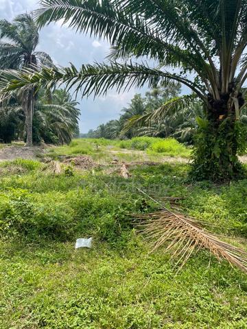 Zoning mixed development land in Mukim Tanjong Duabelas 3