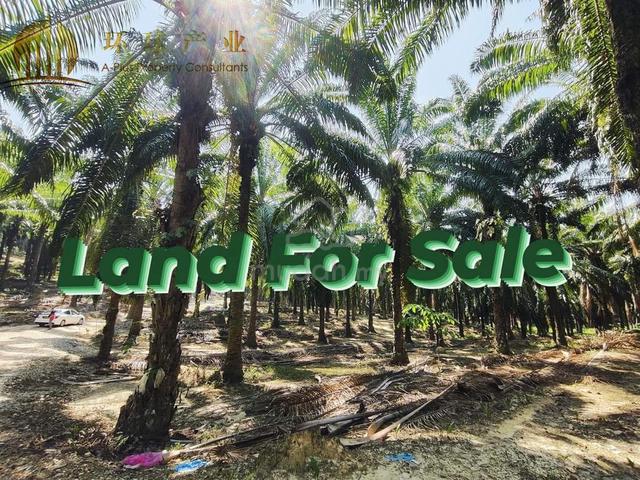 Baling Kedah Agricultural Land For Sale 1