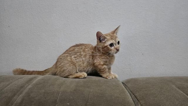 Munchkin oyen - photo 3 of 3
