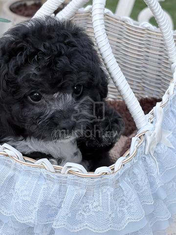Carousel Image Selected