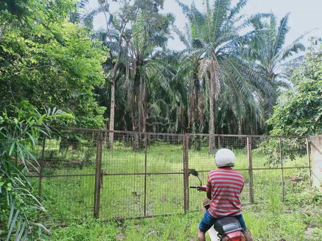 Oil Palm Land For Sales 1