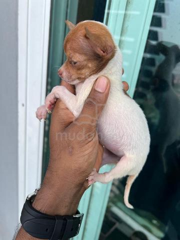 Chihuahua now available -5 - photo 2 of 3