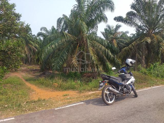 sawit freehold spg rengam 1