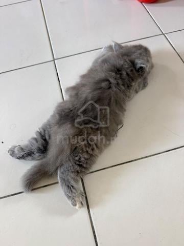 BSH Female - photo 3 of 3