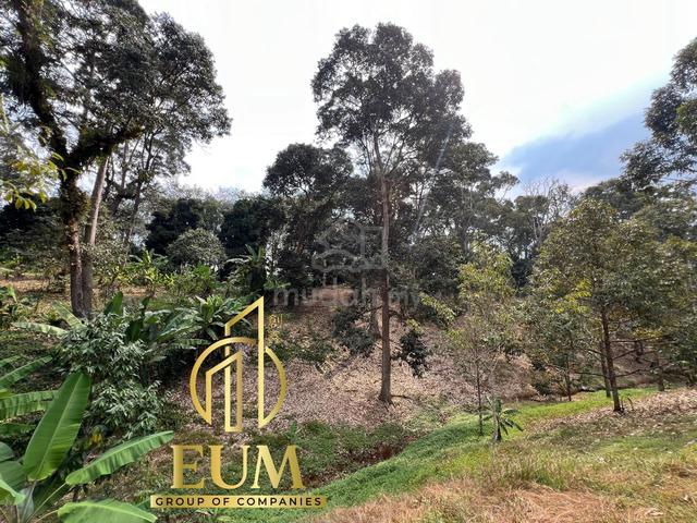 Jelebu Negeri Sembilan Durian Farm for sale 1