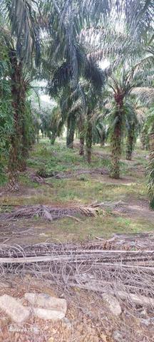 Kebun Sawit Tepi Jalan Utama Untuk Di Jual Kerangai Simpang Pertang NS 1