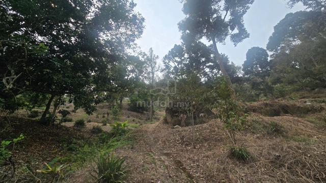 Balik Pulau Durian Orchard @ Near Bao Sheng Durian Orchard 1