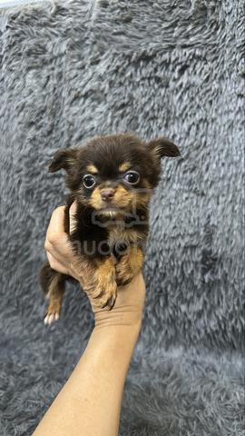 Chihuahua Male & Female Puppies M&F - photo 2 of 4