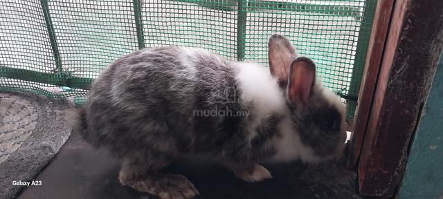 Rabbit Hybrid For Sale  - photo 2 of 4