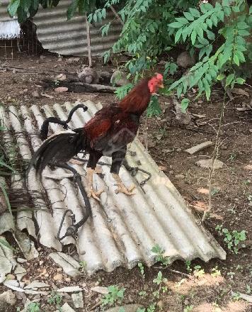 anak ayam sabung - photo 4 of 4