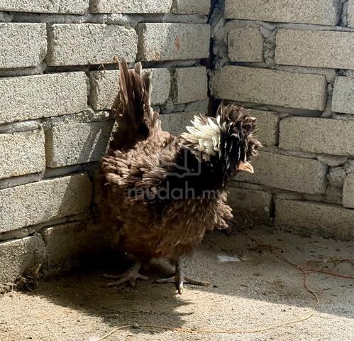 Poland chicks / anak ayam poland - photo 4 of 6