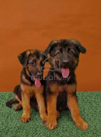 German shepherd  - photo 2 of 4