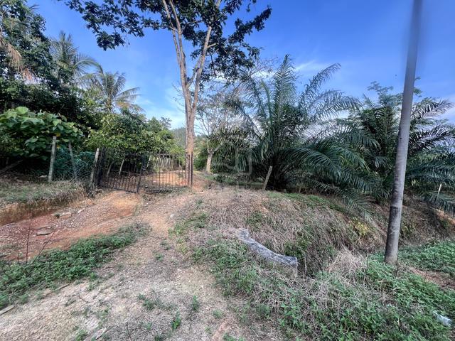 FOR SALE - Tanah Kelapa Sawit Bukit Lada 1