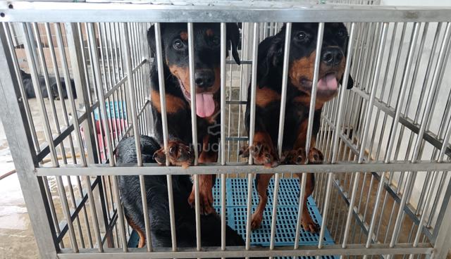 Rottweiler - photo 2 of 5