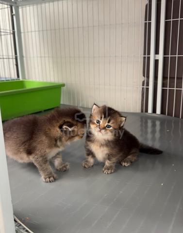 BSH Munchkin kitten - photo 3 of 4