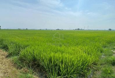 Tanah Bendang @ Kepala Batas ; Penang Paddy Land 1
