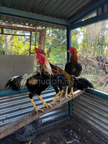Carousel Image