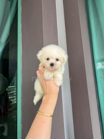 Male Bichon puppy - photo 2 of 6