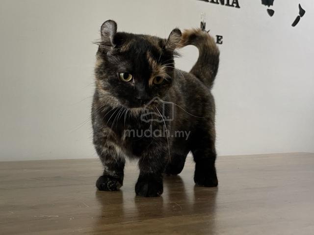 Munchkin Supershort (Female) - photo 5 of 6