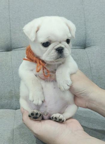 PUG PUPPIES 707🌻 Male White Color - photo 2 of 4