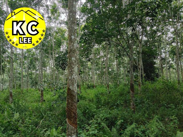 5.03 Acres Agricultural Land For Sale | Sauk |Perak 5