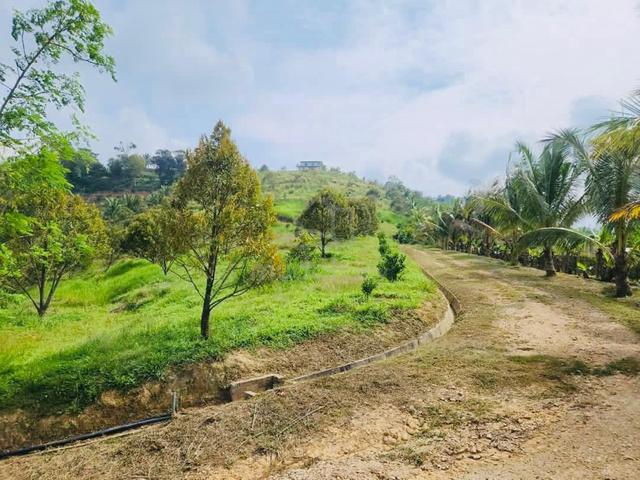 Kebun Musang King 9 Ekar Johol N9 1