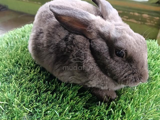 minirex pure breed  - photo 2 of 6