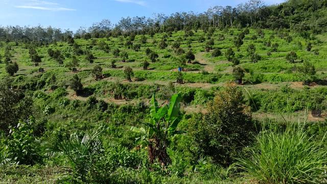 Agricultural Land for Sale at Kampung Batang Merbok Rembau 1