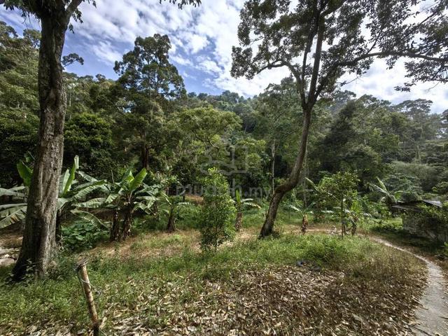 16 Acres Durian Old Tree Farm With Stream Sungai Ara Bayan Lepas 1