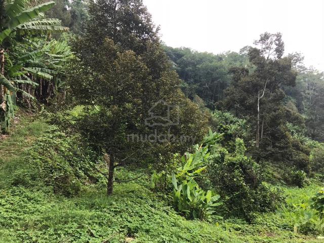 Durian fruits Orchard & Agricultural Land 1