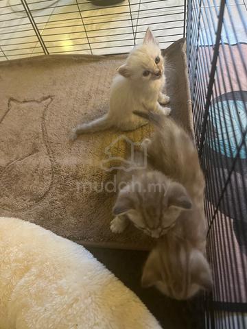 cat mix breed - photo 3 of 4