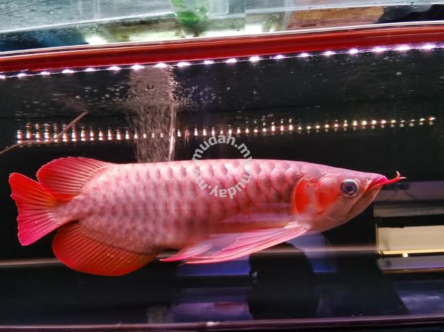 specially chosen Super Red Arowana - Pets for sale in Nilai, Negeri