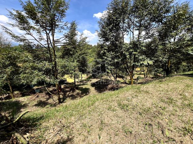 Durian Farm with House in Serendah 1