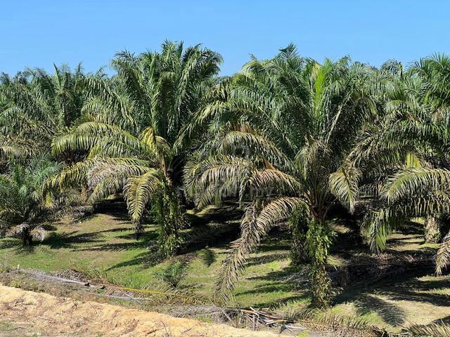 Ladang Sawit 7.19 Ekar R.P.B Gedong- Bidor Perak 1