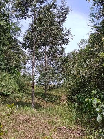 Kebun Untuk Di Lepaskan 1