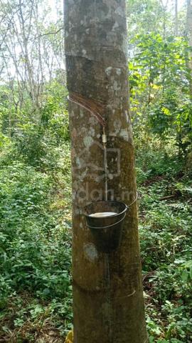 3 Acre Rubber Plantation Land Mukim Semantan Ulu Pahang for SALE!!! 1