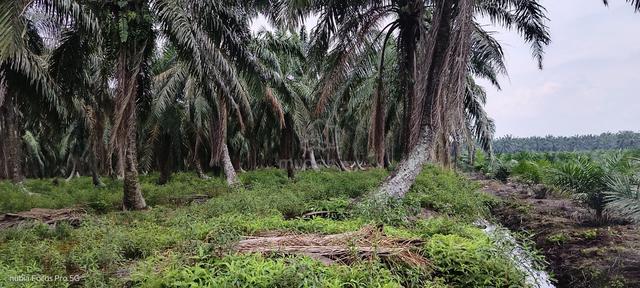 Tanah Pertanian untuk dijual β RPB ULU BERNAM / ESTATE SONGSENG 1
