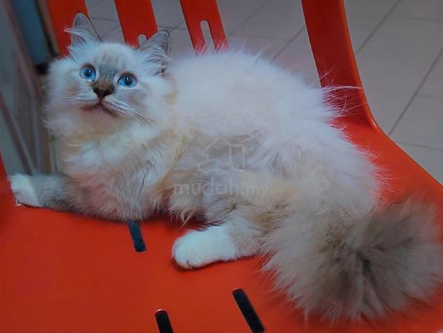 Carousel Image