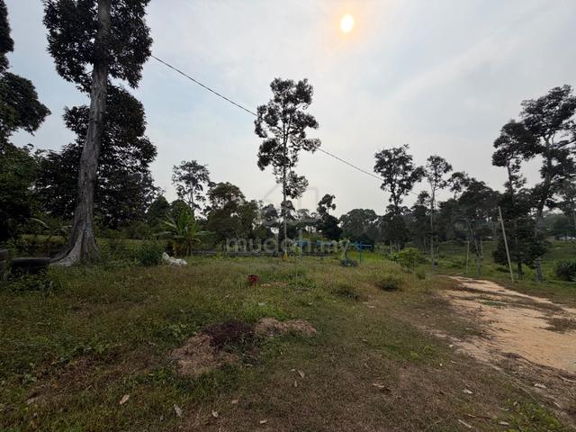 (Renew LH 99) Durian Tunggal 3 Acres Organic Orchard with Resort Home 1