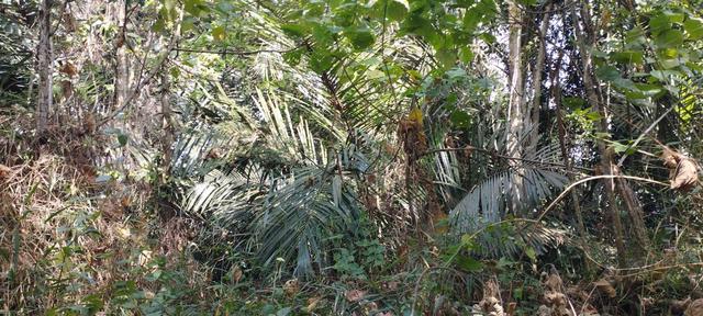 Sungai Siput Freehold agriculture land for sale 1