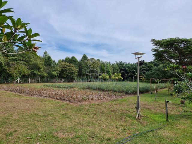 1.25 acres Orchard Farm, Nusa Dusun, Kuala Linggi  1