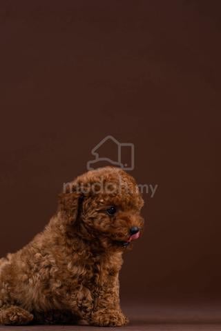 Carousel Image Selected
