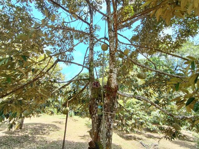 For Sale Durian Farm Yan Singkir Kedah 1